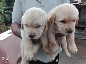 K.C.I reg Golden retriever puppies for sale