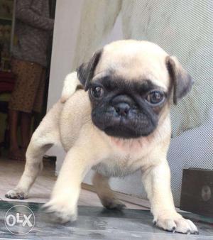 KALYAN DOMBIVLI Quality Pug Lab Puppy available in City near