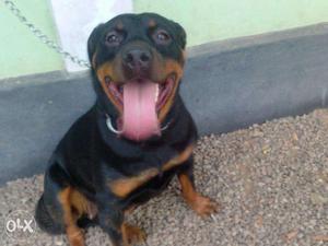 KCI Female Rottweilers 17 Months