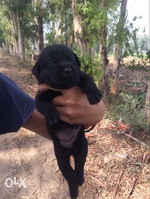 Lab female pup for sale fully heavy and age 1month