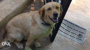 Lab retriever female