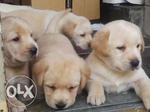 Labrador,beagle+german:sefered super pupps