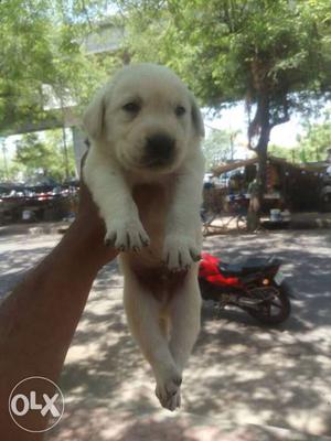 Labrador good quality pure breed puppies