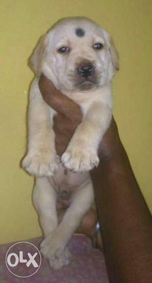 Labrador male females available for loving homes