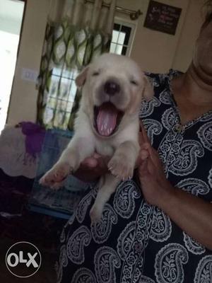 Labrador male puppy available for loving homes