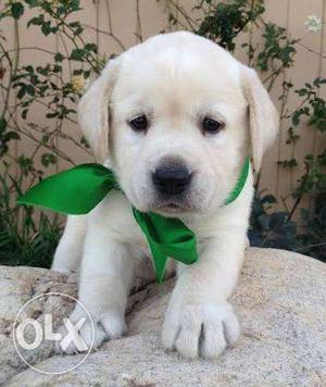 Labrador pupies in very cheapest prise contact me