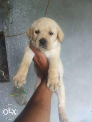 Labrador puppies all breeds all qualities