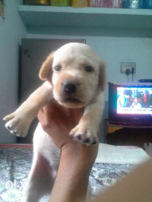 Labrador puppies available 24 days