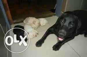 Labrador puppies available ready stock best