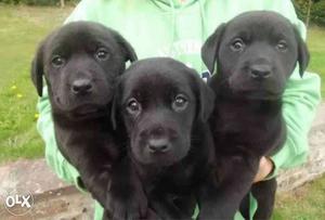 Labrador puppies for sale (1 black female only left) Hurry!