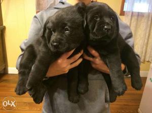 Labrador puppies it's available good show quality
