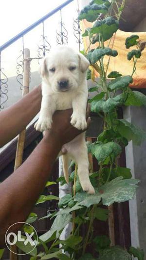Labrador show quality active and healthy Puppy for sale