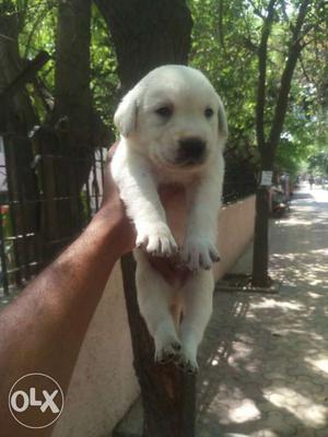Labrador the most selling breed best dog ever