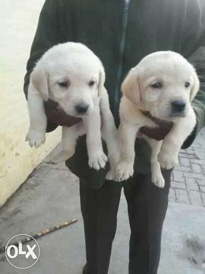 Labradore puppies available male  Female 