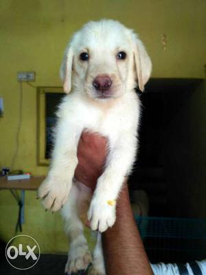Labradore puppies available white colour puppies