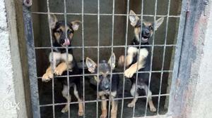 Litter Of German Shepherd Puppies