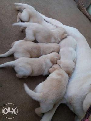 Litter Of Yellow Labrador Puppies