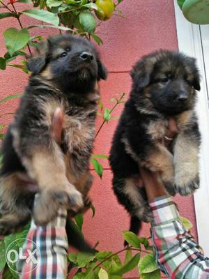 Long Cote Gsd puppies available