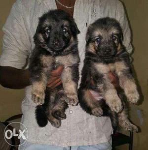 Longcote GSD puppies available in gud quality