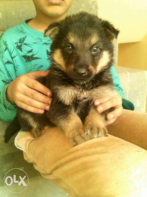 Looks perfect god gift german shepherd pupp all breed pupp