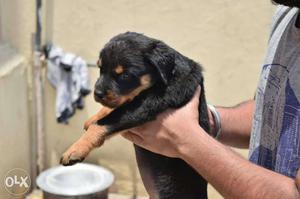 Low prices Rottweiler puppies available