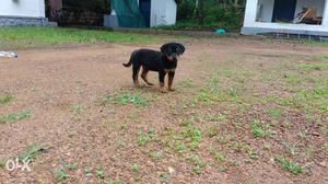 Mahogany Rottweiler Puppy