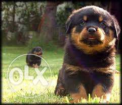 Mahogany Rottweiler Puppy with paper puppy for sell