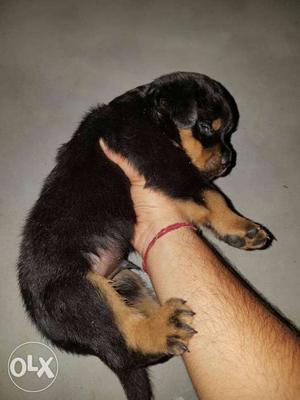 Mahogany Rottweiler punch face Puppy all breed pupp