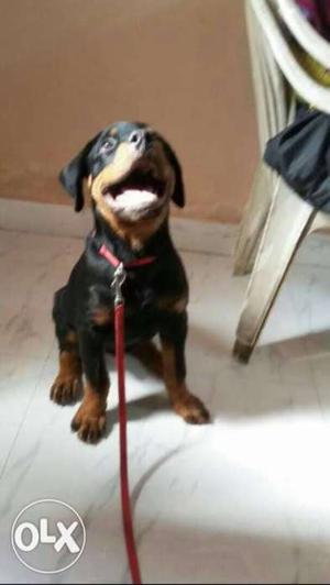 Mahogany Rottweiler puppy available male age 45 days