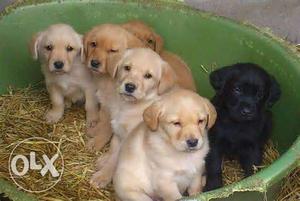 Male and female labrador puppies available .6