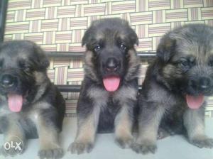 Male gsd puppy sell in low price call now