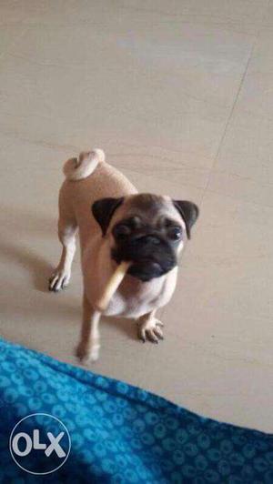 My pet Pug puppy for sale