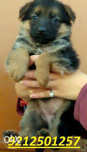 New Born Labrador german Shepherd Spitz For Sell