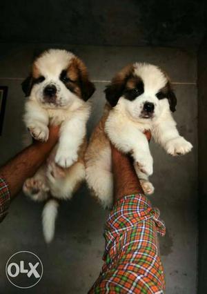 O punch face saint Bernard female puppies available