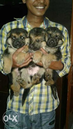 O6 German Shepherd puppy male and female available