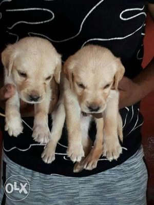 O6 Labrador puppy 30 days old pure breed top quality