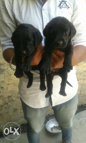 O6 Labrador puppy 35 days old available female 