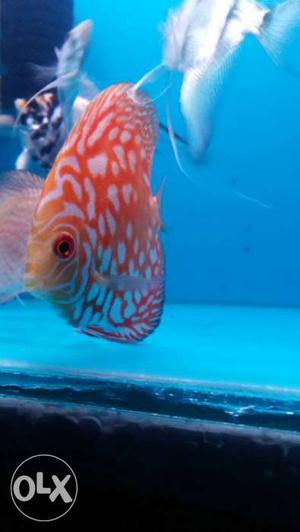 Orange And White Discus Fish