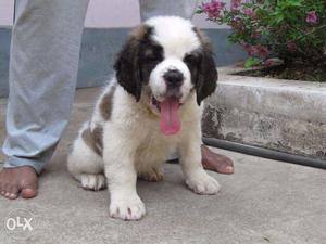 Oxford kennel St bernard puppies available for sale 25days