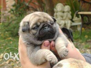PUG PUPPIES male female both avlble for sale -