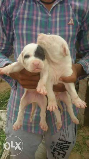 Pak bully pupy pure for sell high Qwalty