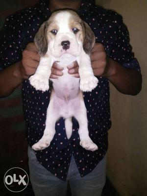 Paras park standing beagle pupp all breed pupp sell