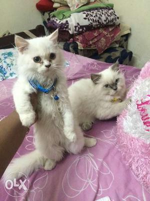 Persian cats both male Very active.vaccinated