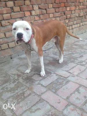 Pitbull Dog Male age 1 year all vaccination done