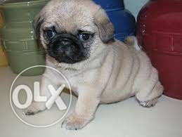 ,Pom Perfect family Toy breed pug female fown puppies now in