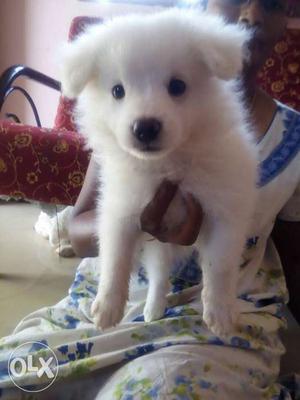Pomnerian male dog for sale [pure puppy]