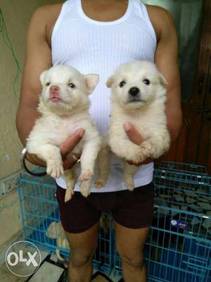 Pufy pufy pomalian puppy for sale
