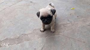 Pug 2 female for sale