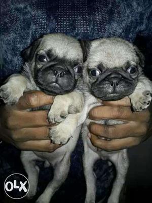 Pug female and male puppy available 35 days.puppy...