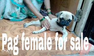 Pug female for sale 4 month old all vaccination